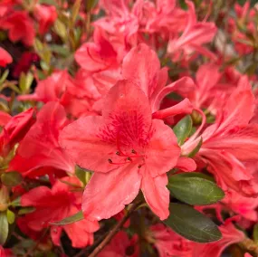 Fashion Azalea