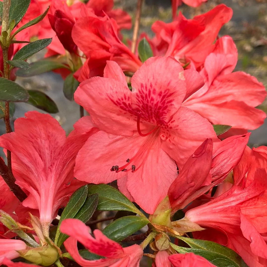 Fashion Azalea